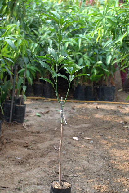 Zabadia Mango Seedling