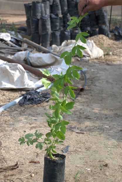 Passion Fruit Seedling