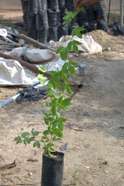 Passion Fruit Seedling