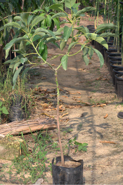 شتلة أفوكادو إيتنجر 