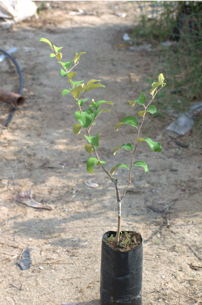 Grafted Apple Buckthorn Seedlings