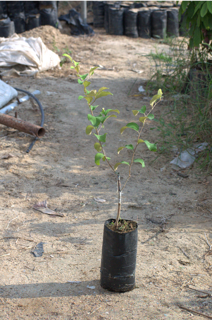 Grafted Apple Buckthorn Seedlings
