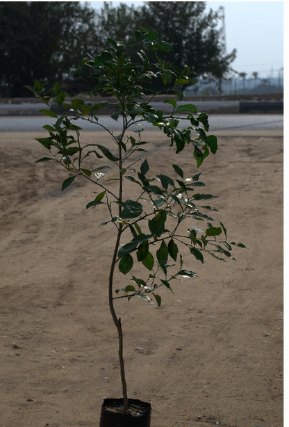 Summer oranges (Valencia)