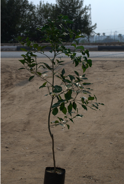 Summer oranges (Valencia)