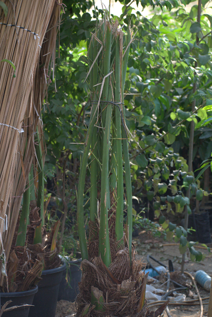 شتلة نخل برحى 