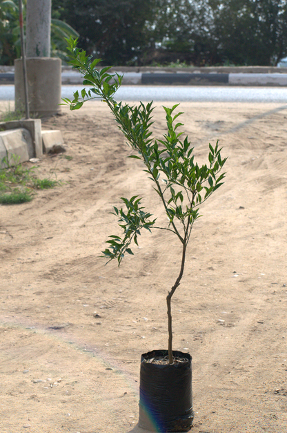 Tangerine Baldaa Seedling