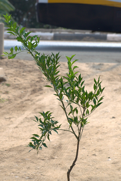 Tangerine Baldaa Seedling