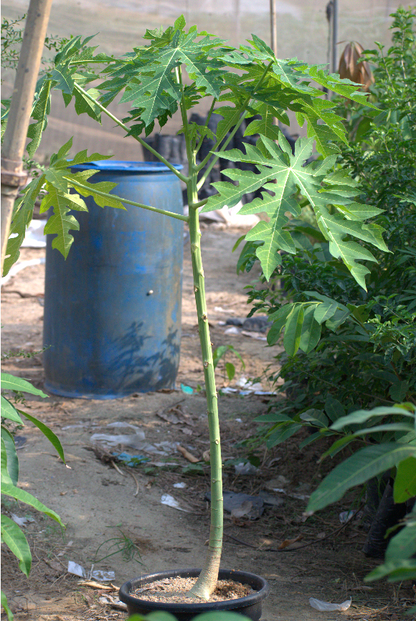 Red Lady Papaya  Seedling
