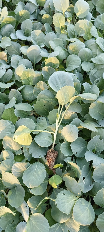  شتلة كرنب بلدى 