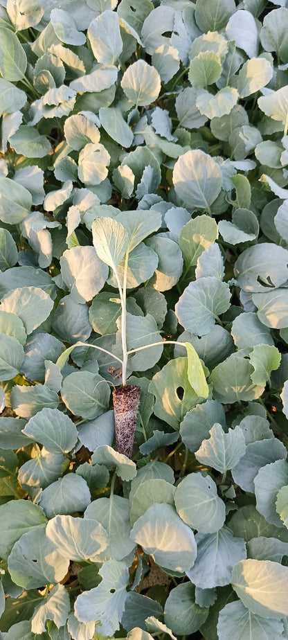  شتلة كرنب بلدى 