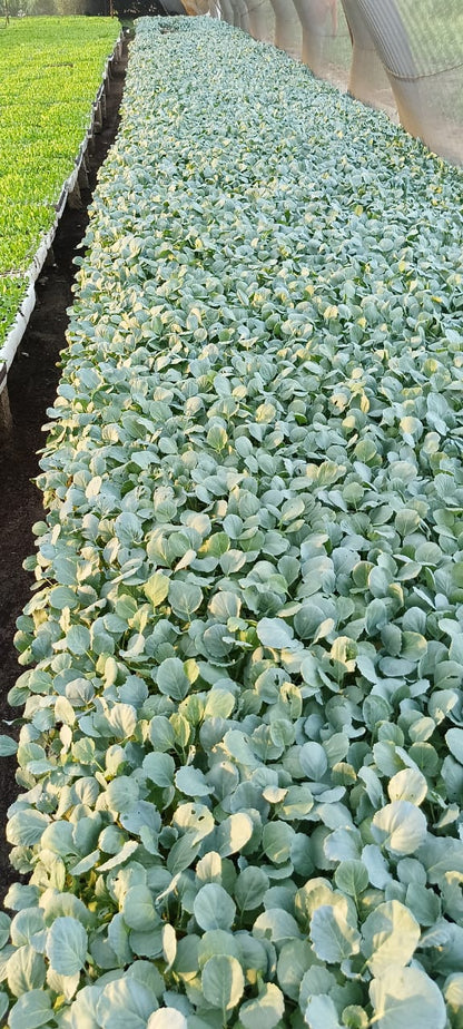  شتلة كرنب بلدى 