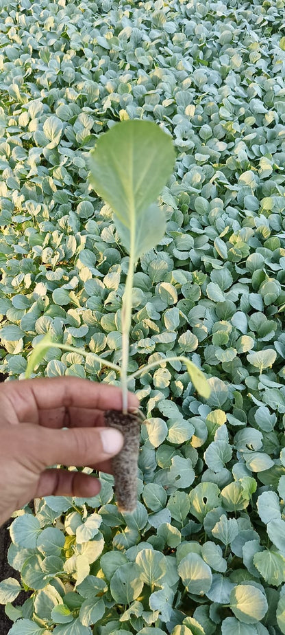  شتلة كرنب بلدى 