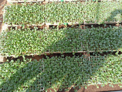 شتلة كرنب يابانى 