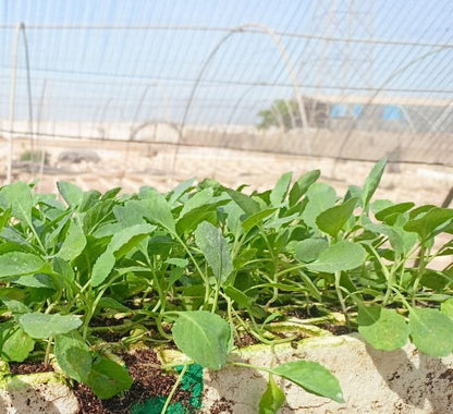 شتلة كرنب يابانى 