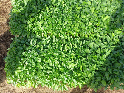 Chili 702 seedling