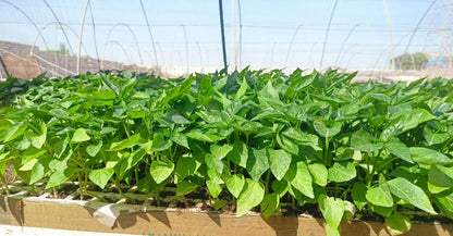 Chili 702 seedling