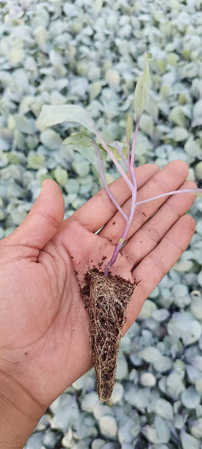 Red Cabbage seedling
