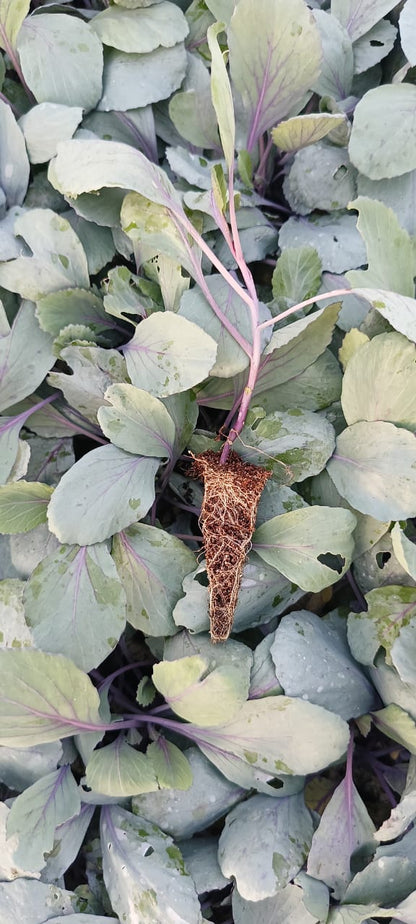 Red Cabbage seedling