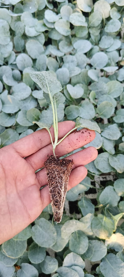 Broccoli seedling