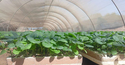 Eggplant Petra seedling