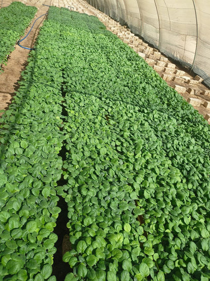Eggplant Petra seedling