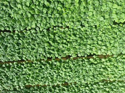 Eggplant Petra seedling
