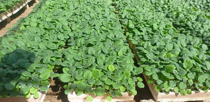 Eggplant Petra seedling