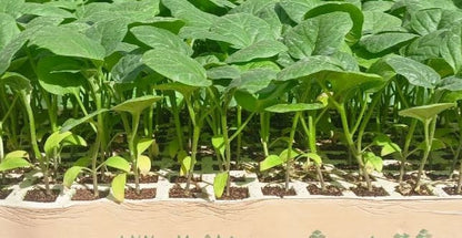 Eggplant Petra seedling