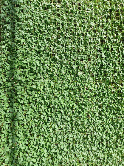 شتلة طماطم 809