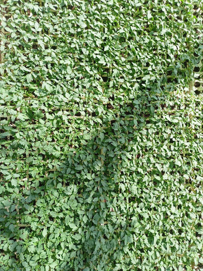 شتلة طماطم 809