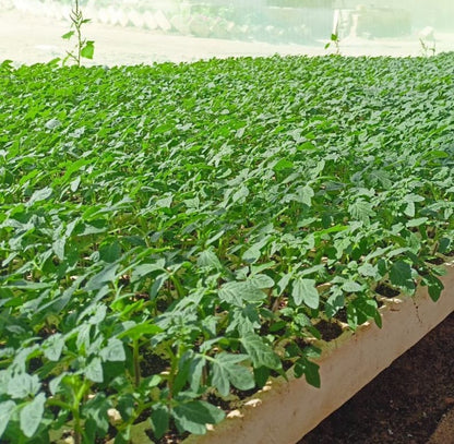 شتلة طماطم 809