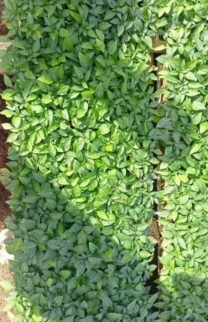 Belle Star pepper seedling