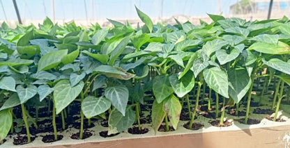 Belle Star pepper seedling