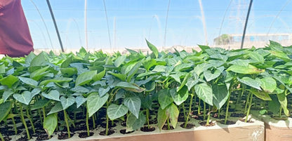 Belle Star pepper seedling