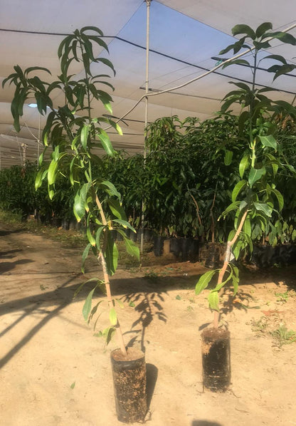  شتلة مانجو كريمسون برايد