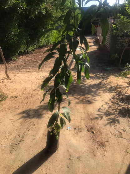  شتلة مانجو كريمسون برايد