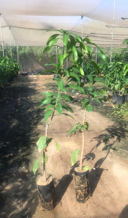 Naomi mango seedling