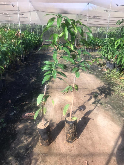 Naomi mango seedling