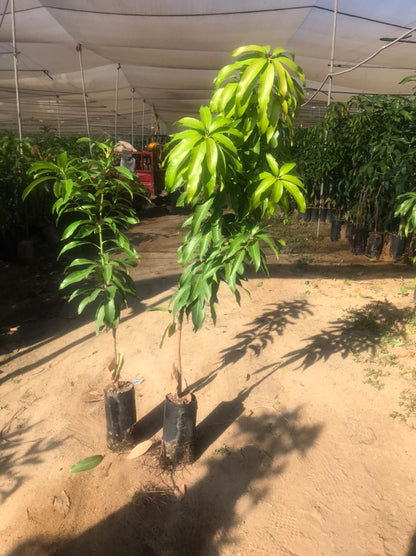 Jasmina rose mango seedling