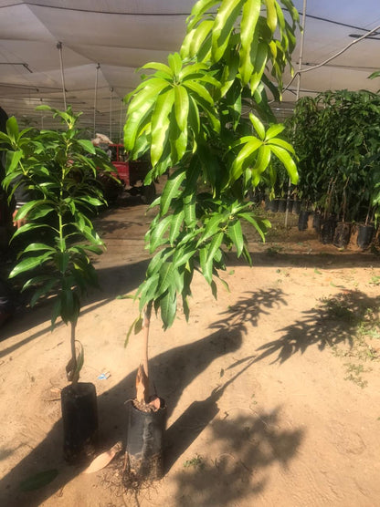 Jasmina rose mango seedling