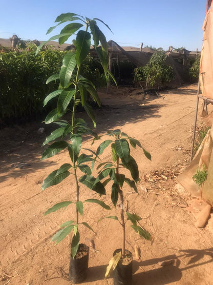 Kiett mango seedling