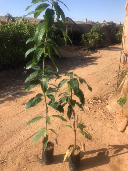 Kiett mango seedling