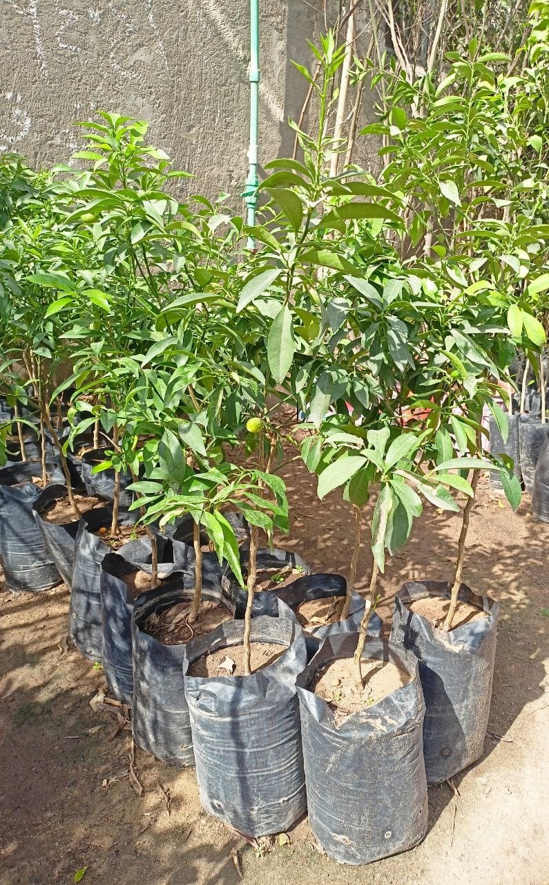 Kumquat seedlings