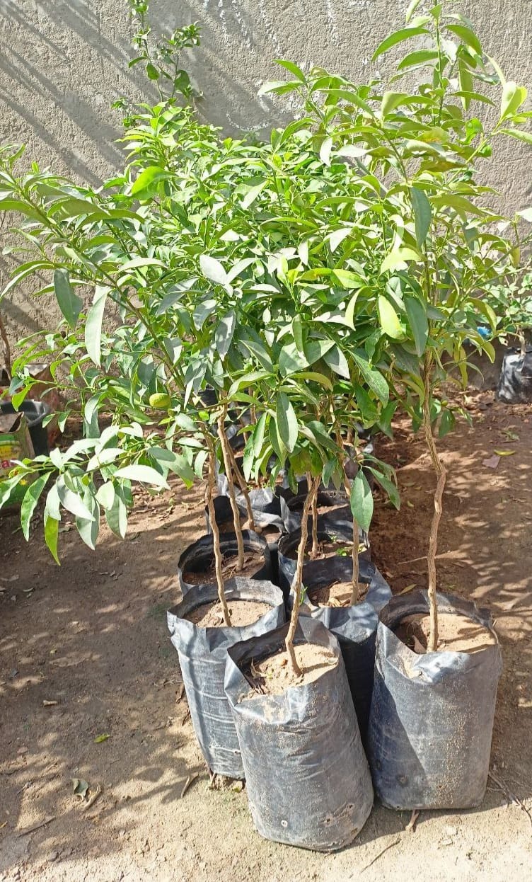 Kumquat seedlings
