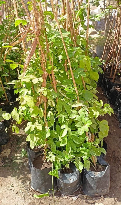 Passion fruit seedling