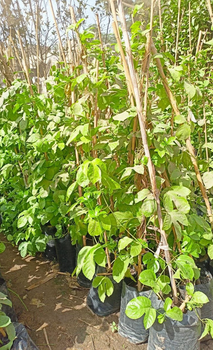 Passion fruit seedling