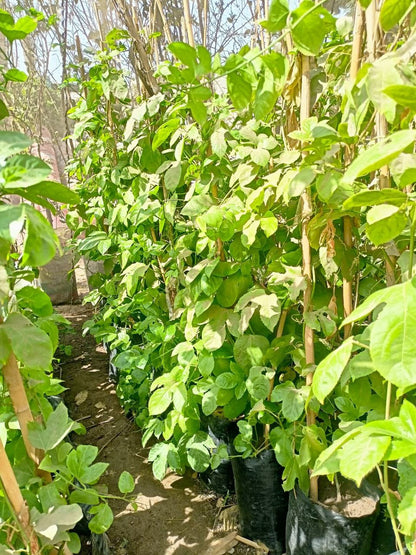 Passion fruit seedling