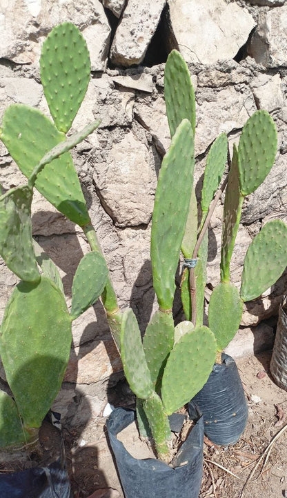 Prickly pear seedling