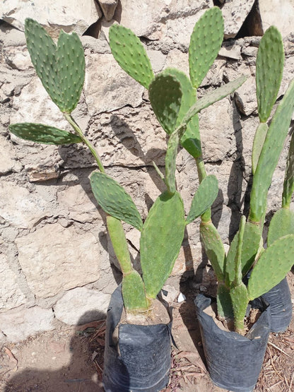 Prickly pear seedling