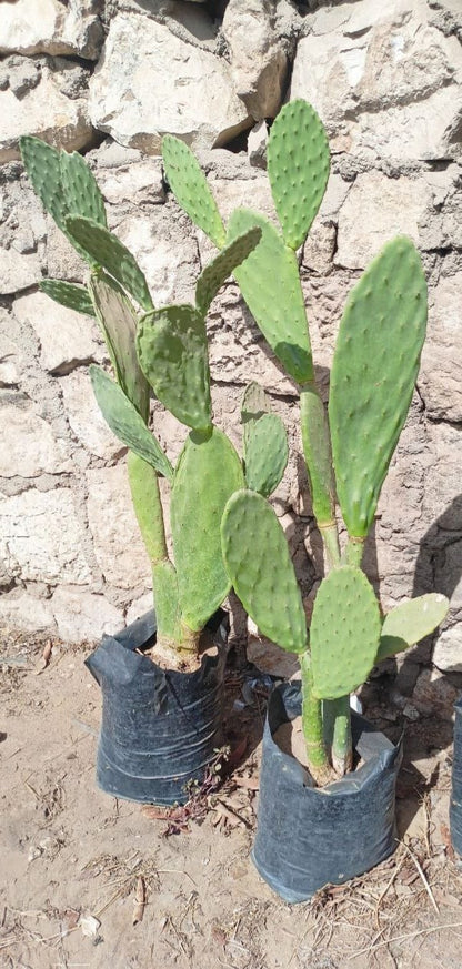 Prickly pear seedling